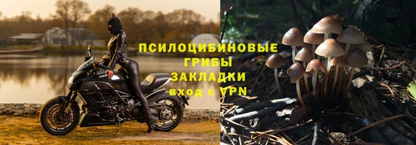 хмурый Аркадак